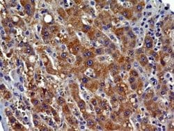 CCR2 Antibody (3G7) - Azide and BSA Free, Novus Biologicals 0.1 mg; Unconjugated:Antibodies,